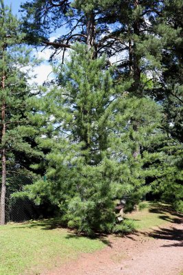 Pinus koraiensis - borovice korejská - celek